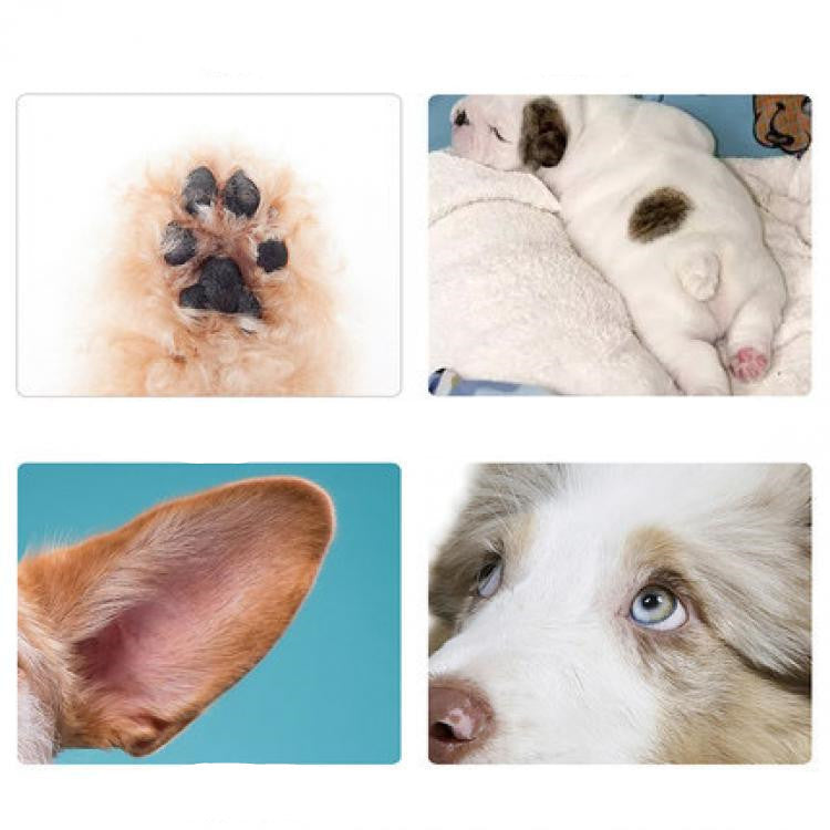 Pet Grooming Hair Trimmer with Scissor